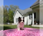 Small #4 Pomsky