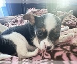MooMoo - Female Chorkie Puppy for Sale - Photo #3