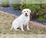 Small Photo #1 Labrador Retriever Puppy For Sale in SYRACUSE, IN, USA