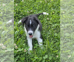 Puppy Beau Border Collie