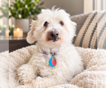 Small #32 Maltipoo (Miniature)