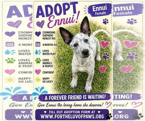 Coonhound-Unknown Mix Dogs for adoption in Golden Valley, AZ, USA