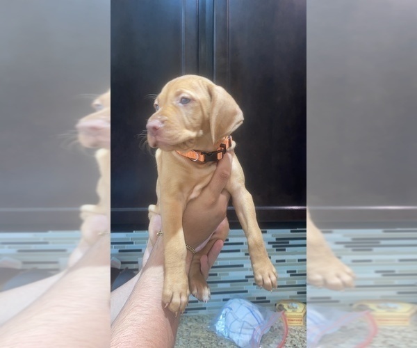 Medium Photo #10 Vizsla Puppy For Sale in SAN ANTONIO, TX, USA