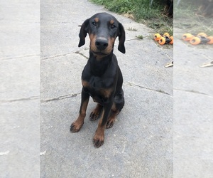 Doberman Pinscher Puppy for Sale in AKRON, Ohio USA