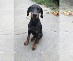 Small Doberman Pinscher
