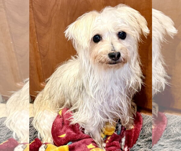 Medium Photo #2 Mutt Puppy For Sale in Boca Raton, FL, USA