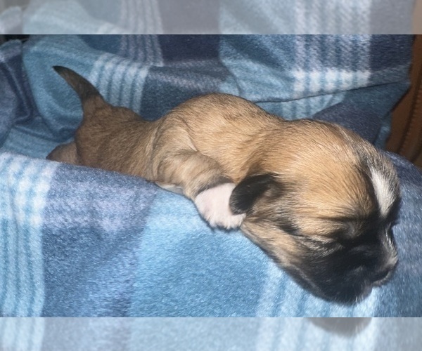 Medium Photo #5 Maltipoo (Miniature)-Shih Tzu Mix Puppy For Sale in MIDDLEBURG, FL, USA