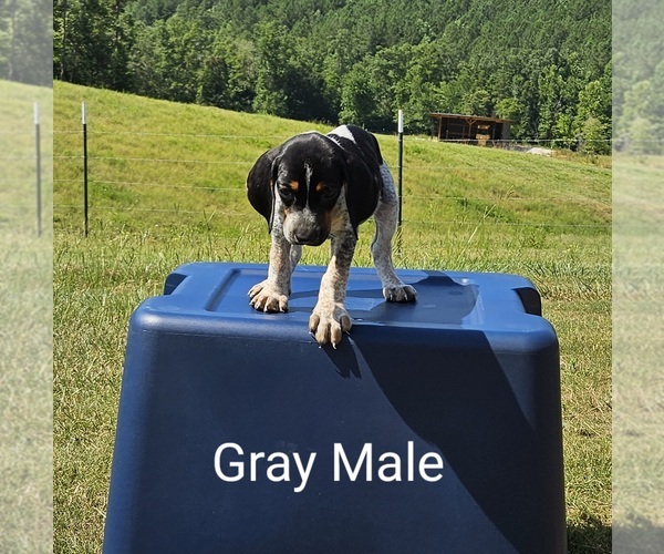 Medium Photo #1 Bluetick Coonhound-Treeing Walker Coonhound Mix Puppy For Sale in WESTMINSTER, SC, USA