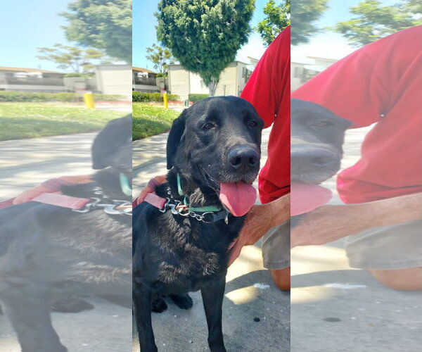 Medium Photo #15 Labrador Retriever-Unknown Mix Puppy For Sale in San Diego, CA, USA