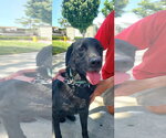 Small #14 Labrador Retriever Mix