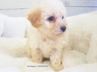 Small Photo #1 Maltipoo-Unknown Mix Puppy For Sale in LA MIRADA, CA, USA