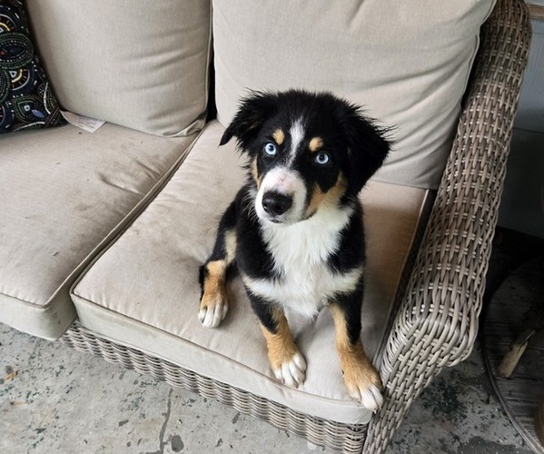 Medium Photo #1 Border-Aussie Puppy For Sale in NASHVILLE, TN, USA