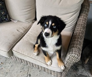 Border-Aussie Litter for sale in NASHVILLE, TN, USA