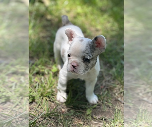 Medium Photo #1 French Bulldog Puppy For Sale in VINTON, IA, USA