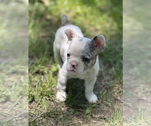 French Bulldog Puppy for sale in VINTON, IA, USA