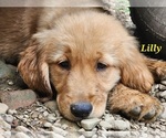 Image preview for Ad Listing. Nickname: AKC Lilly