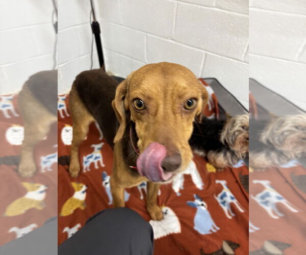 Medium Photo #3 Beagle-Pointer Mix Puppy For Sale in York, SC, USA