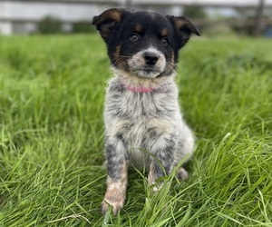 Australian Cattle Dog Puppy for sale in GAP, PA, USA