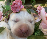 Small Photo #16 Labrador Retriever Puppy For Sale in GLENDALE, CA, USA