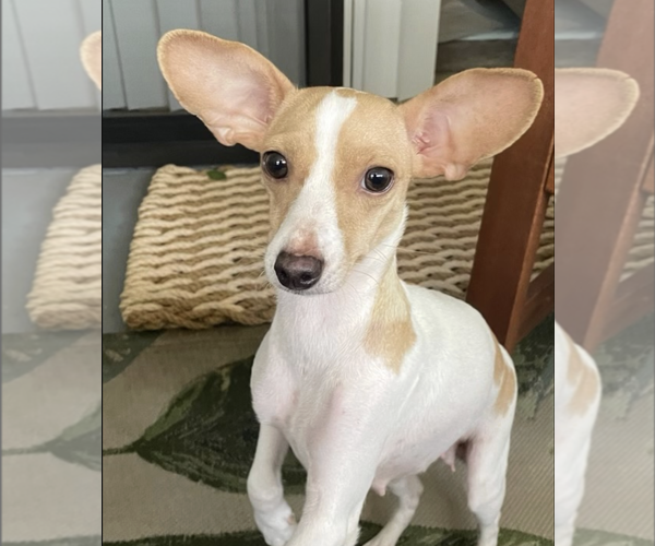 Medium Photo #1 Chihuahua-Unknown Mix Puppy For Sale in Marina Del Rey, CA, USA