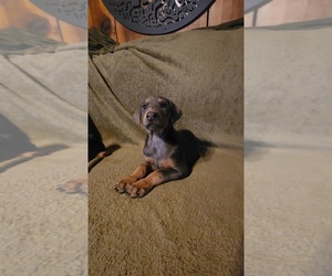 Doberman Pinscher Puppy for sale in ELIZABETHTOWN, IL, USA