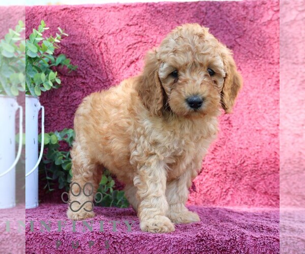 Medium Photo #4 Goldendoodle (Miniature) Puppy For Sale in EPHRATA, PA, USA