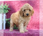 Small #3 Goldendoodle (Miniature)