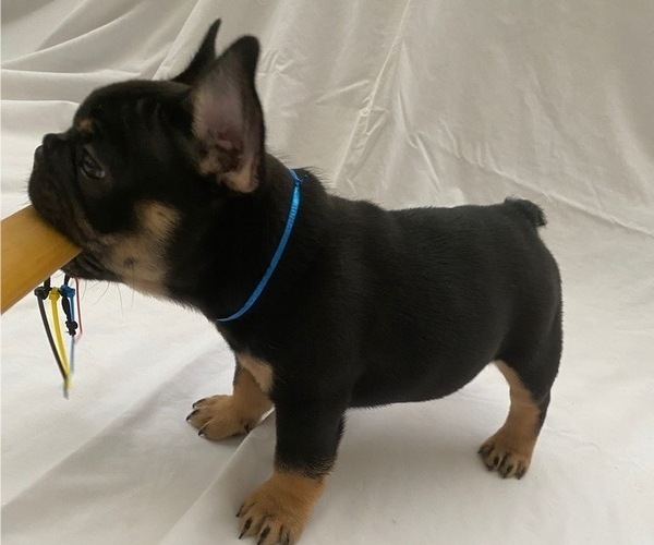 Medium Photo #3 French Bulldog Puppy For Sale in CAMARILLO, CA, USA