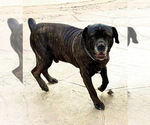 Small Photo #1 Cane Corso Puppy For Sale in WOODLAND HILLS, CA, USA