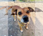 Small #20 Puggle