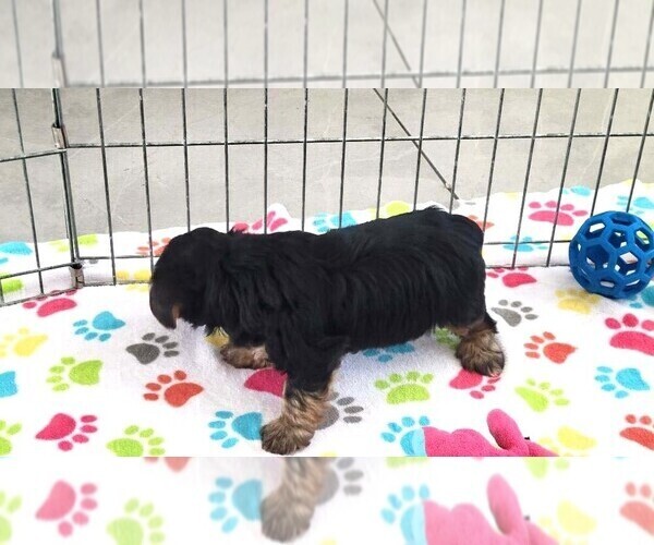 Medium Photo #5 Yorkshire Terrier Puppy For Sale in ORO VALLEY, AZ, USA