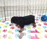 Small #4 Yorkshire Terrier