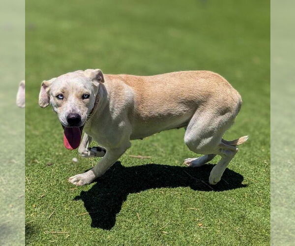 Medium Photo #4 Labrador Retriever-Unknown Mix Puppy For Sale in Vail, AZ, USA