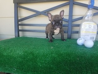 French Bulldog Puppy for sale in SANTA CLARITA, CA, USA
