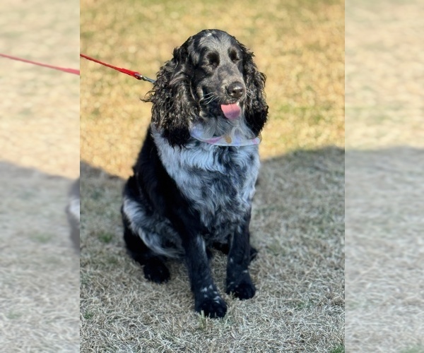 Medium Photo #1 English Springer Spaniel Puppy For Sale in MILAN, GA, USA