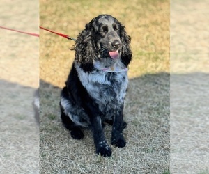 Father of the English Springer Spaniel puppies born on 03/31/2025