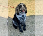 Small Photo #1 English Springer Spaniel Puppy For Sale in MILAN, GA, USA