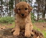 Small Photo #13 Poodle (Miniature) Puppy For Sale in RUDD, IA, USA