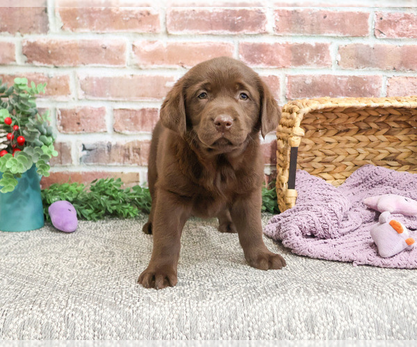 Medium Photo #12 Labrador Retriever Puppy For Sale in SYRACUSE, IN, USA