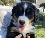 Puppy Sunny Bernese Mountain Dog