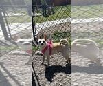Small #2 Chihuahua
