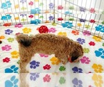 Rex - Male Havapoo Puppy for Sale - Photo #3