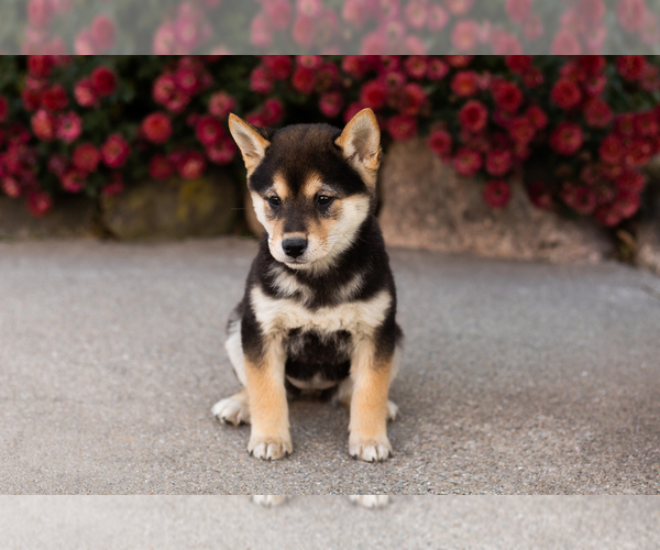 Medium Photo #2 Shiba Inu Puppy For Sale in MILLERSBURG, IN, USA