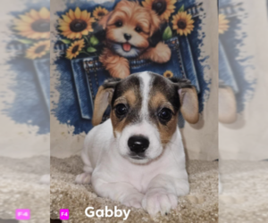 Chihuahua-Unknown Mix Dogs for adoption in Cranston, RI, USA