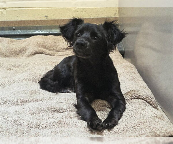 Medium Photo #1 Chihuahua Puppy For Sale in Martinez, CA, USA