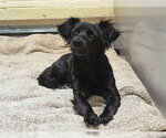 Small Chihuahua
