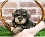 Small #1 Schnauzer (Miniature)