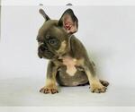 Small #1 French Bulldog