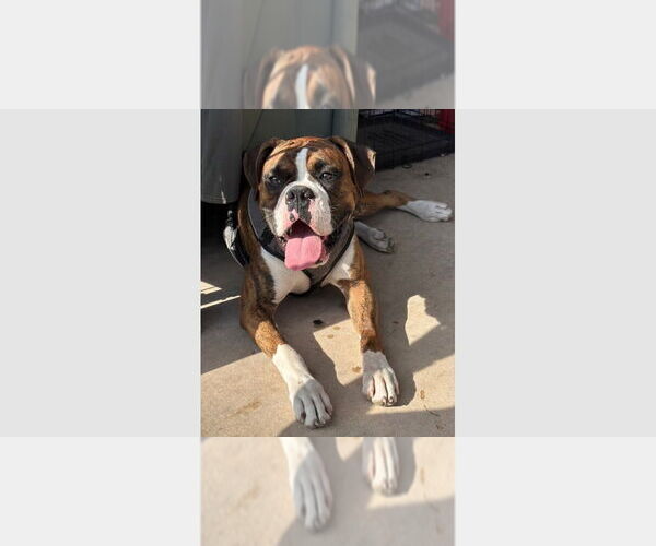 Medium Photo #1 Boxer Puppy For Sale in Austin, TX, USA