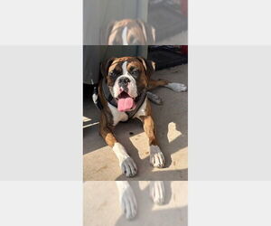 Boxer Dogs for adoption in Austin, TX, USA